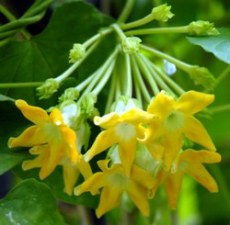 夜来香の花